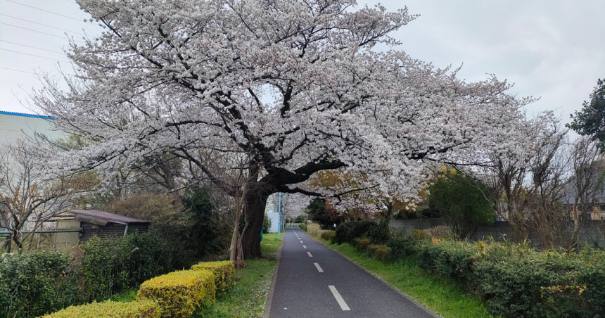 満開の桜並木が続く、狭山・境緑道の遊歩道