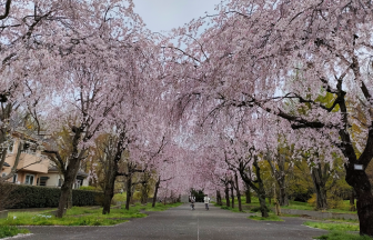 満開の桜が続く小金井公園の桜並木