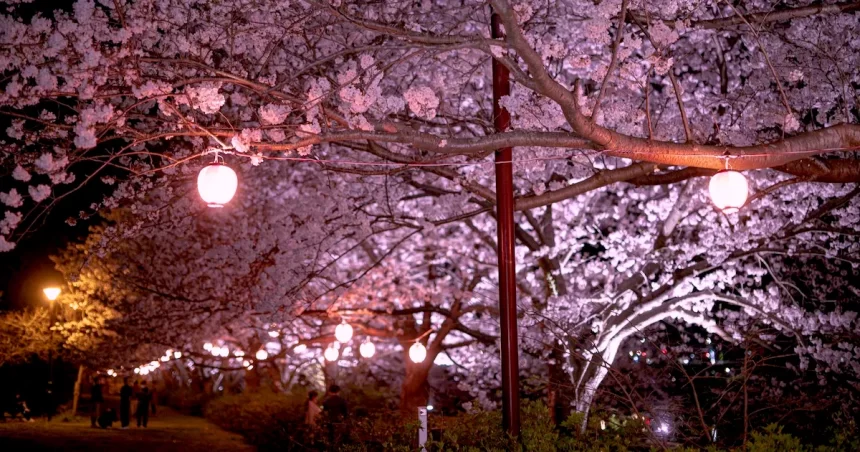ライトアップされた小平中央公園の夜桜のイメージ
