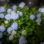 ライトアップに照らされる紫色のあじさいの花（小平あじさい公園・2025年6月21日）