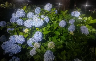 ライトアップに照らされる紫色のあじさいの花（小平あじさい公園・2025年6月21日）