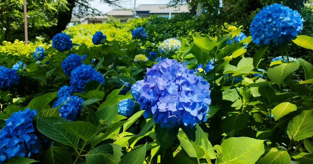 「水滴をまとって咲く、青紫のあじさいの花のアップ写真」