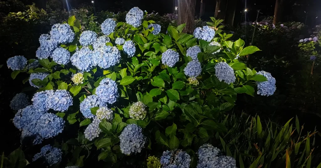 光に照らされて浮かび上がる、しっとりと咲く紫のあじさい