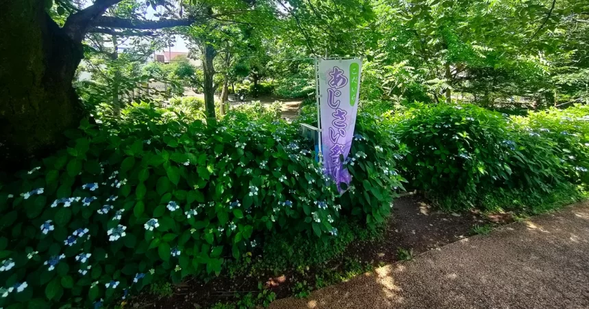 「咲き始めた小平あじさい公園の紫陽花が鮮やかに色づく初夏の風景」