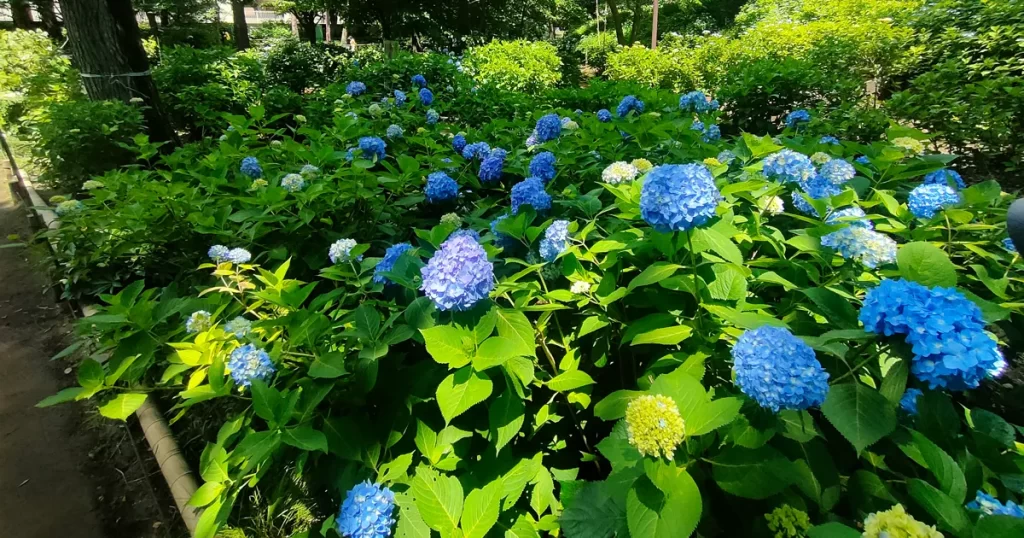 「満開に咲き誇る小平あじさい公園の色とりどりの紫陽花の花々」